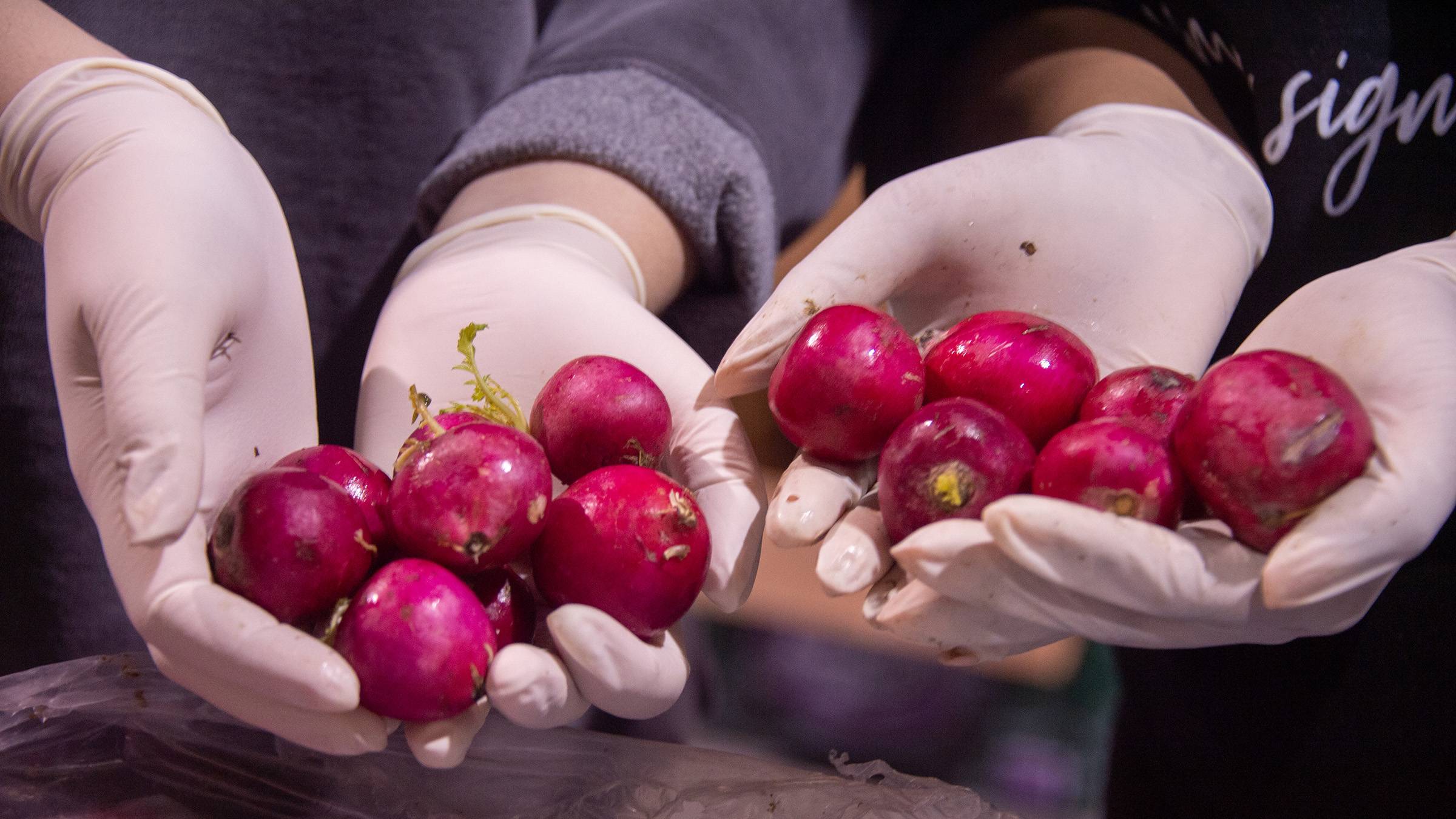 Two pairs of hands holding cherries grown by UNCG students.